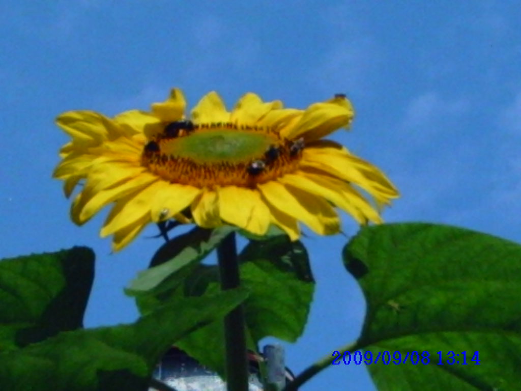 Sunflower at the V.A. hosiptal